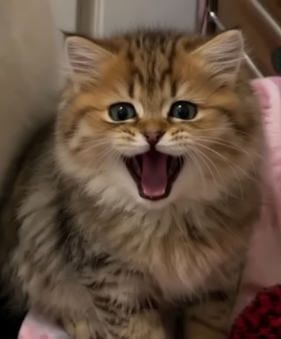 PopBiscuit